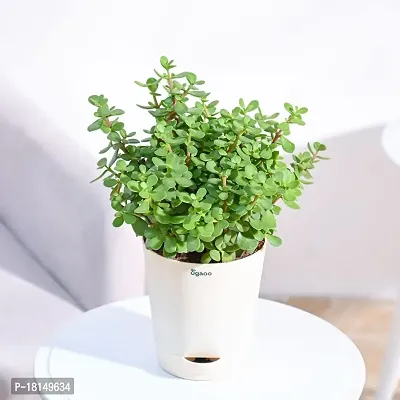 Ugaoo Good Luck Jade Plant with Pot-thumb2