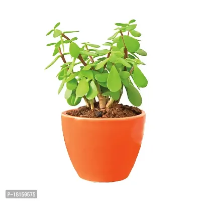 Ugaoo Good Luck Jade Plant with Apple Orange Ceramic Pot - 4 Inch