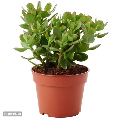 Ugaoo Crassula Ovata Jade Plant with Self Watering Pot (Good Luck Feng Shui)