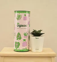 Ugaoo Aloe Vera Star Natural Live Plant with Self Watering Pot-thumb4