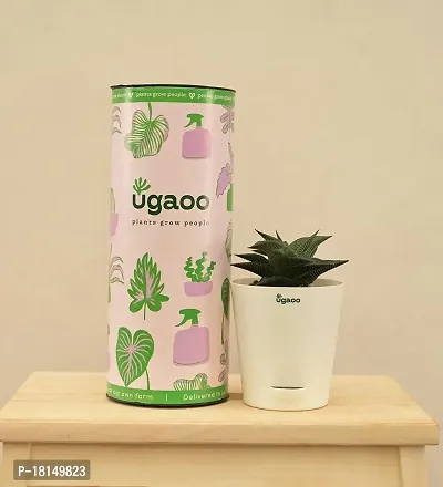 Ugaoo Aloe Vera Star Natural Live Plant with Self Watering Pot-thumb5