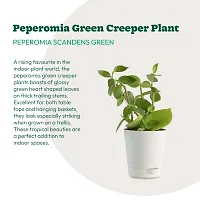 UGAOO Peperomia Green Creeper Plant Succulent Live Plant with Pot-thumb3