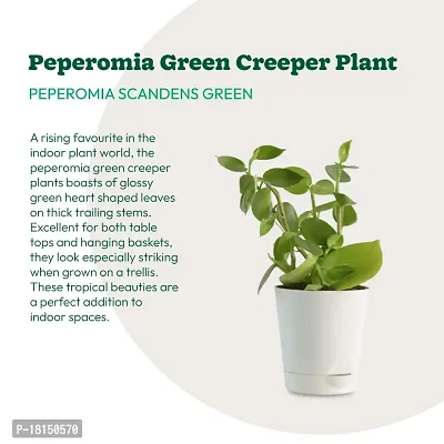 UGAOO Peperomia Green Creeper Plant Succulent Live Plant with Pot-thumb4