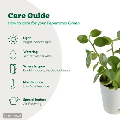 UGAOO Peperomia Green Creeper Plant Succulent Live Plant with Pot-thumb5