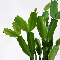 Ugaoo Christmas Cactus Plant with Self Watering Pot-thumb1