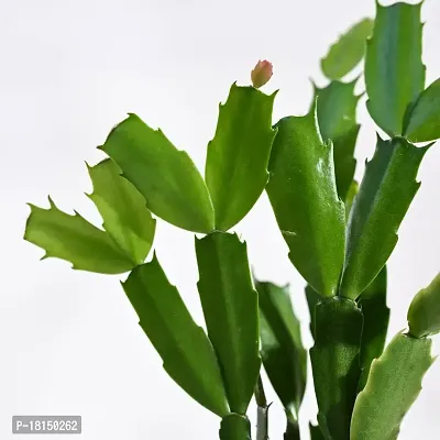 Ugaoo Christmas Cactus Plant with Self Watering Pot-thumb2