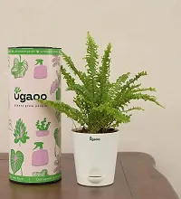 UGAOO Mini Green Fern with Self Watering Pot-thumb4