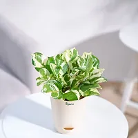 Ugaoo Good Luck Money Plant N' Joy with Self Watering Pot-thumb1