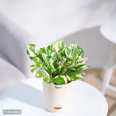 Ugaoo Good Luck Money Plant N' Joy with Self Watering Pot-thumb2