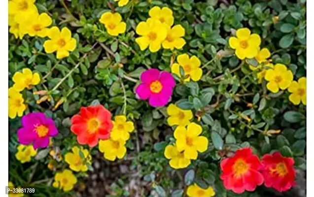 Portulaca Double Mixed Color Desi Flower 50 Seeds