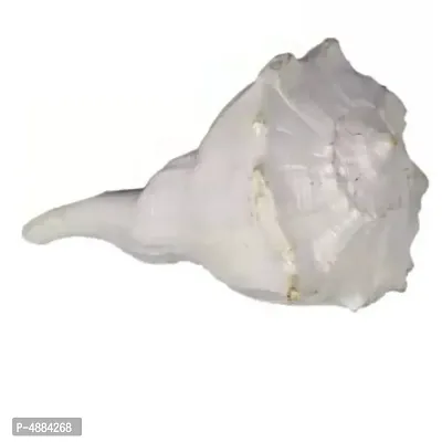 S.S.J. Shiv Ji Shankbig Sound Making A Plus Grade Shankh Blowing Conch (White)-thumb0