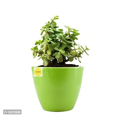 GUUCHUU JADE PLANT WITH DEW CERAMIC POT (1 POT ONLY WITH LIVE PLANT) INDOOR PLANT-thumb0