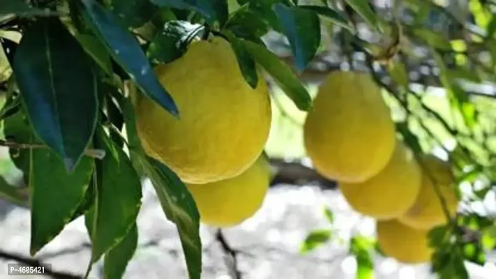 Infinite Green Lisbon Lemon Plant  (Pack of 1)-thumb0
