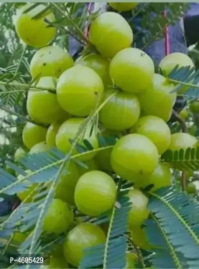 Infinite Green Banarasi Amla Plant  (Pack of 1)-thumb0