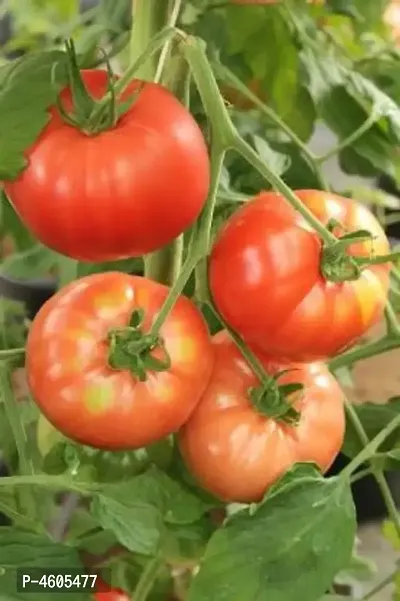 Infinite Green Climbing Trip L Crop Tomato Plant  (Pack of 1)-thumb0