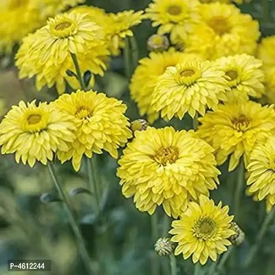 Infinite Green Chrysanthemums Yellow / Guldavari Plant  (Pack of 1)-thumb0
