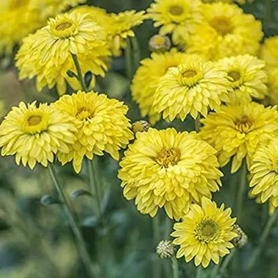Infinite Green Chrysanthemums Yellow / Guldavari Plant  (Pack of 1)