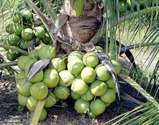 Infinite Green Coconut Plant  (Hybrid, Pack of 1)
