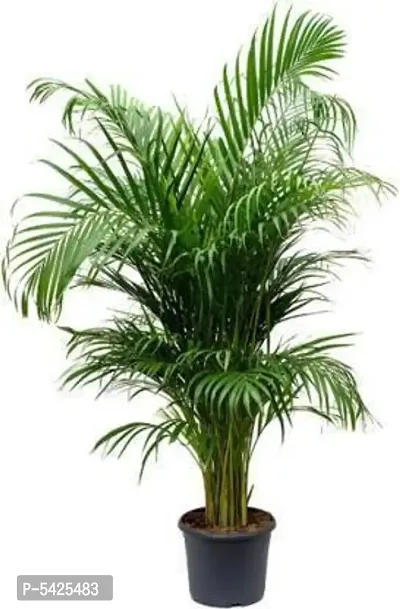 INFINITE GREEN  Areca Palm PLANT