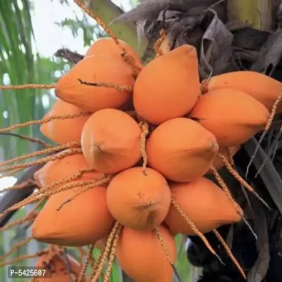 Infinite Green  Dwarf Malaysian Orange Coconut Fruit Live Plant (High Yielding Variety)  (Hybrid, Pack of 1)-thumb0