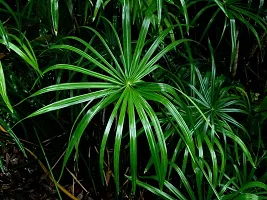 Infinite Green Live Umbrella Palm Foliage Plant For Gardening - Indoor/ Outdoor Plant-thumb1