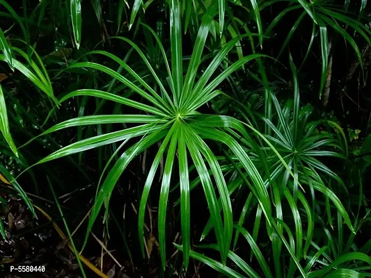 Infinite Green Live Umbrella Palm Foliage Plant For Gardening - Indoor/ Outdoor Plant-thumb2