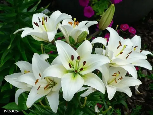 Infinite Green Live Lily/Lilium Beautiful Flower Plant - Healthy Live 1 flower Plant-thumb0