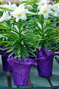 Infinite Green Live Lily/Lilium Beautiful Flower Plant - Healthy Live 1 flower Plant-thumb1
