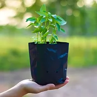 5 X 7 Inch Plastic Poly Grow Bags For Home Gardens - Perfect For Plantation And Used In Every Plant Nursery - Ideal For Home Plants -Black - 100 Qty-thumb4