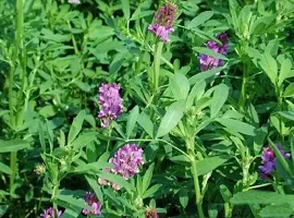 Numinous Alfalfa, Alfa Alfa, Lucerne, Medicago Sativa, Lucerne, Methi, Rajka 3 Sali Fodder Grass Seeds -3 Year Variety - 25 GMs-thumb1