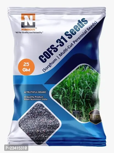 Numinous COFS 31  Sorghum Jowar Jwari Multicut Perennial Fodder Grass Seeds - 25 GMs