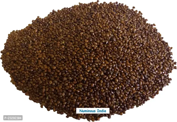 Numinous Hedge Lucerne/Velimasal/Dashrath/Desmanthus Virgatus Grass Fodder Seeds - 1 KG-thumb3