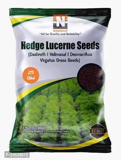 Numinous Hedge Lucerne | Velimasal | Dashrath | Desmanthus Virgatus Fodder Grass  Seeds-25g
