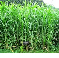 COFS 31 | Sorghum | Jowar | Jwari | Multicut | Perennial Fodder Grass Seeds-500g-thumb1