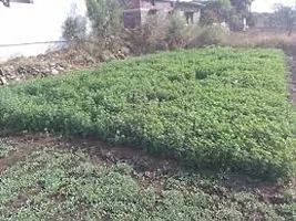 Numinous Alfalfa, Alfa Alfa, Lucerne, Medicago Sativa, Lucerne, Methi, Rajka 3 Sali Fodder Grass Seeds -3 Year Variety -50g-thumb2