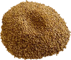 Numinous Alfalfa, Alfa Alfa, Lucerne, Medicago Sativa, Lucerne, Methi, Rajka 3 Sali Fodder Grass Seeds -3 Year Variety -50g-thumb4