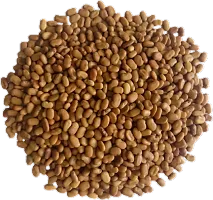 Numinous Sesbania Grandiflora Hummingbird Hadga Agust Agase Avisa Agati Agastya Tree Seeds - 250 GMS-thumb3