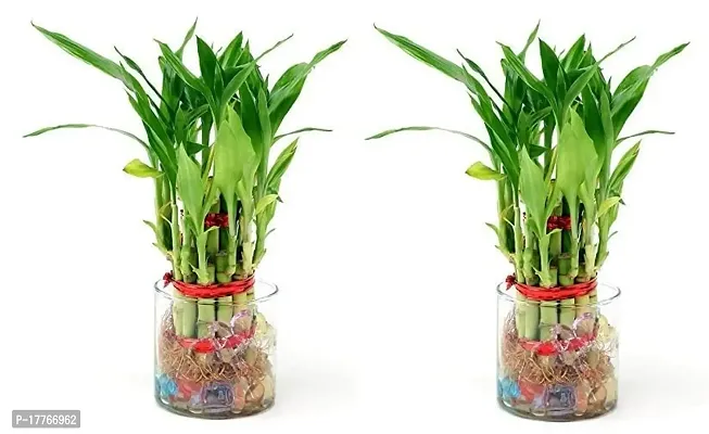 Bamboo3057 2 Layer Lucky Bamboo Plant with Pot Pack of 2 PCS