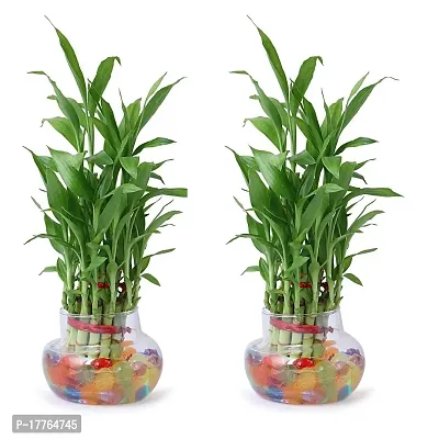 Bamboo3074 2 Layer Lucky Bamboo Plant with Pot Pack of 2 PCS