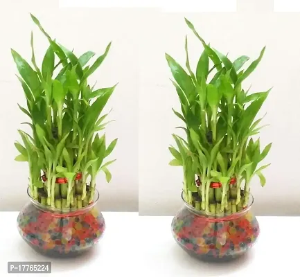 Bamboo3054 2 Layer Lucky Bamboo Plant with Pot Pack of 2 PCS