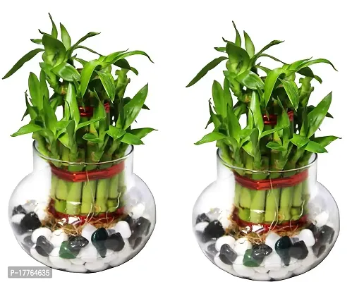 Bamboo3075 2 Layer Lucky Bamboo Plant with Pot Pack of 2 PCS