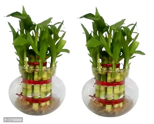 Bamboo3056 2 Layer Lucky Bamboo Plant with Pot Pack of 2 PCS