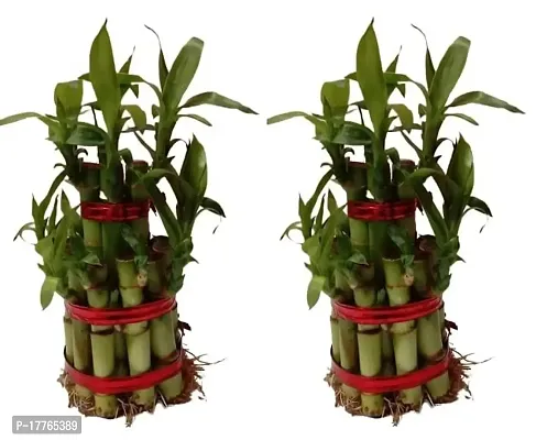 Bamboo3063 2 Layer Lucky Bamboo Plant with Pot Pack of 2 PCS