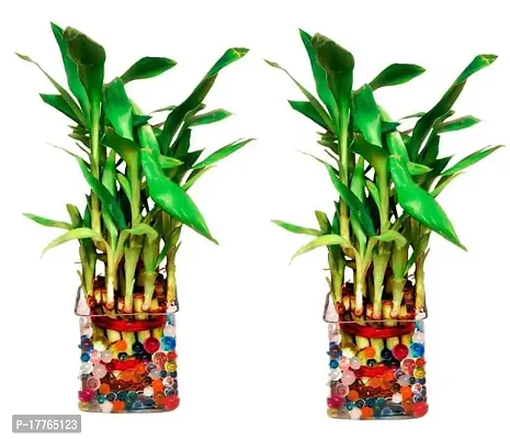 Bamboo3068 2 Layer Lucky Bamboo Plant with Pot Pack of 2 PCS