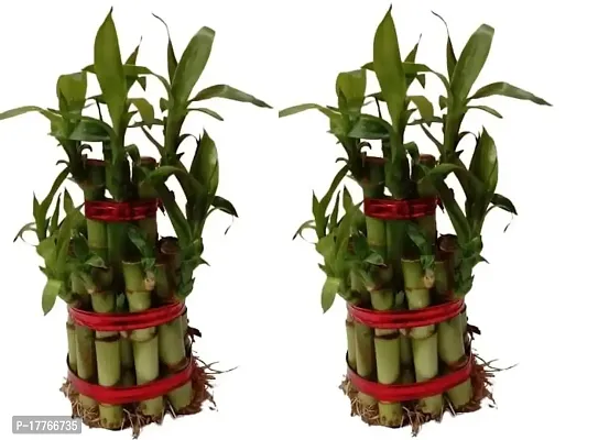 Bamboo3062 2 Layer Lucky Bamboo Plant with Pot Pack of 2 PCS