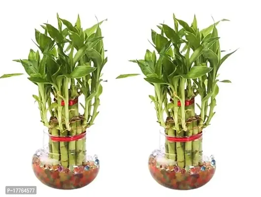 Bamboo3071 2 Layer Lucky Bamboo Plant with Pot Pack of 2 PCS