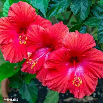 Red Hibiscus Live Flower Plant (Pack of 1, Grow bag).-thumb0