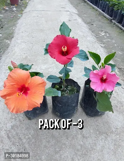 Hibiscus Live Flower Plant (Combo Pack of 3, Grow bag).-thumb0