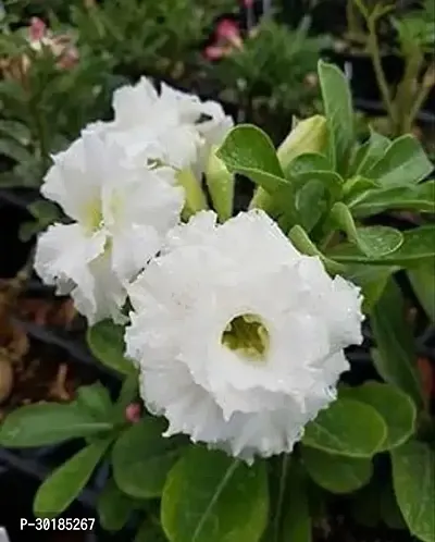 Adenium Live Flower Plant (Pack of 1, Grow bag).