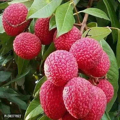 Litchi Live Fruit Plant (Pack of 1, Grow bag).-thumb0